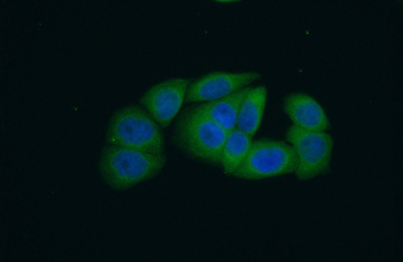 Immunofluorescent analysis of (10% Formaldehyde) fixed HeLa cells using Catalog No:114708(RIN1 Antibody) at dilution of 1:50 and Alexa Fluor 488-congugated AffiniPure Goat Anti-Rabbit IgG(H+L)