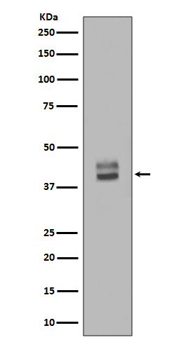 Western blot analysis of ERK1/2 Antibody expression in HepG2 whole cell lysates.