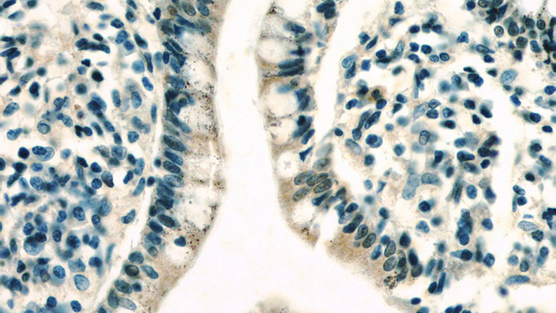 Immunohistochemistry of paraffin-embedded human small intestine slide using Catalog No:108542(BTG2 Antibody) at dilution of 1:50