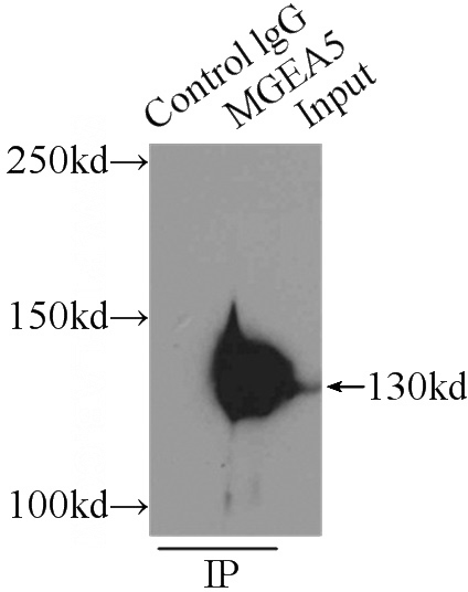 IP Result of anti-MGEA5 (IP:Catalog No:112598, 3ug; Detection:Catalog No:112598 1:500) with SH-SY5Y cells lysate 2900ug.