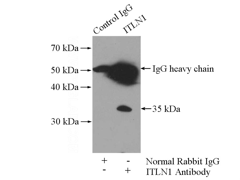 IP Result of anti-ITLN1 (IP:Catalog No:111951, 4ug; Detection:Catalog No:111951 1:500) with mouse appendix tissue lysate 4000ug.