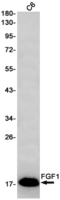 Western blot detection of FGF1 in C6 cell lysates using FGF1 Rabbit pAb(1:1000 diluted).Predicted band size:17kDa.Observed band size:17kDa.