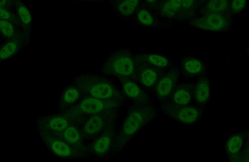 Immunofluorescent analysis of (10% Formaldehyde) fixed HepG2 cells using Catalog No:109618(CSTF2T Antibody) at dilution of 1:50 and Alexa Fluor 488-congugated AffiniPure Goat Anti-Rabbit IgG(H+L)