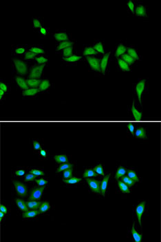 Immunofluorescence - JADE1 Polyclonal Antibody 