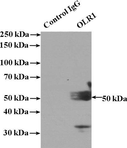 IP Result of anti-OLR1 (IP:Catalog No:113345, 4ug; Detection:Catalog No:113345 1:800) with L02 cells lysate 1800ug.