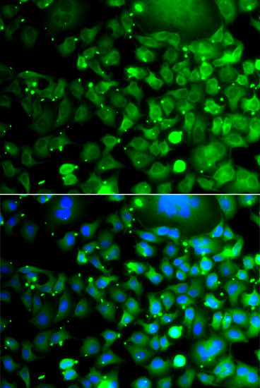 Immunofluorescence - MOCS3 Polyclonal Antibody 