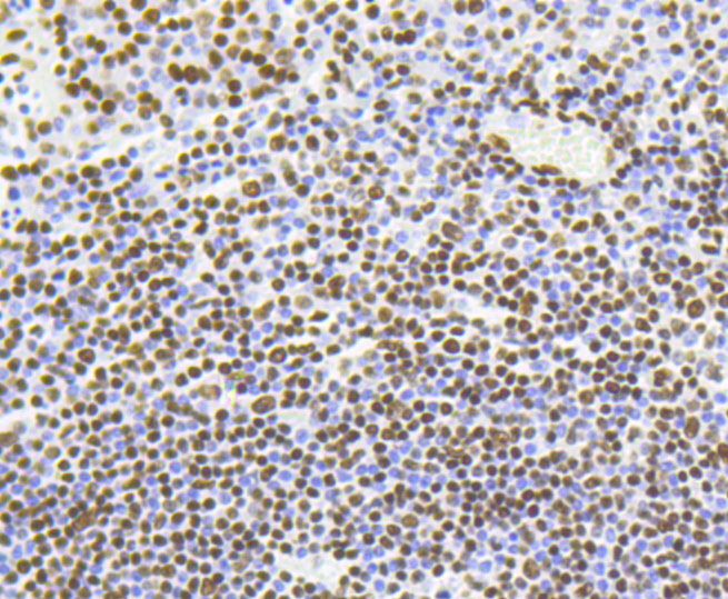Immunohistochemistry - Acetyl-Histone H4-K5 mAb 