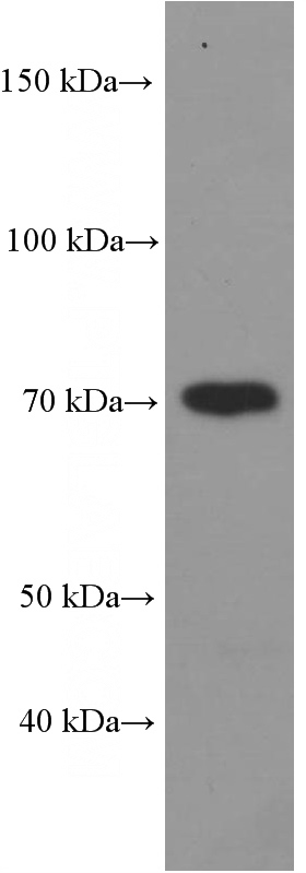 Fetal human brain was subjected to SDS-PAGE followed by western blot with Biotin-60293 (biotin labeled OPTN monoclonal antibody) at dilution of 1:1000. Avidin-HRP was used instead of secondary antibody.