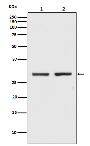 Western blot analysis of Bcl-XL expression in (1) K562 cell lysate; (2) C6 cell lysate.