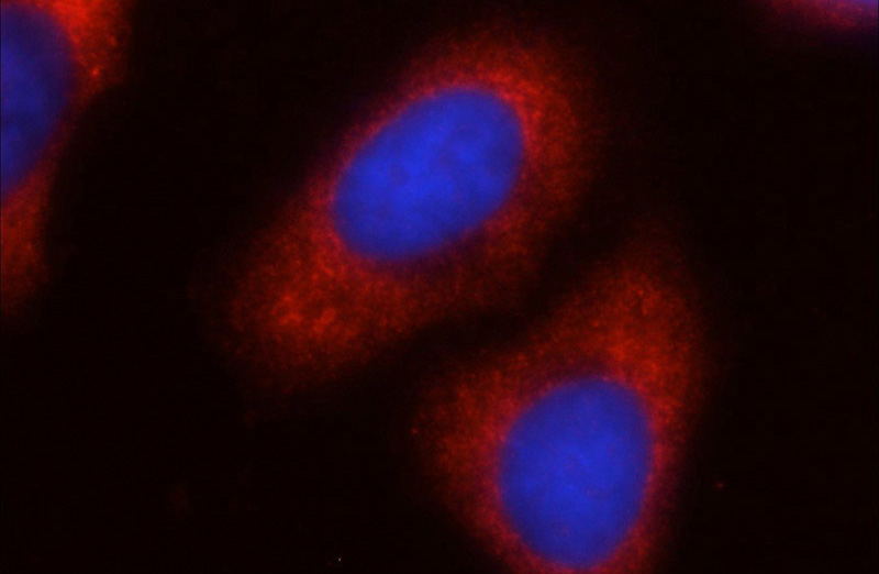 Immunofluorescent analysis of Ethacrynic acid treated HepG2 cells using Catalog No:110752(FXR1 Antibody) at dilution of 1:25 and Rhodamine-Goat anti-Rabbit IgG