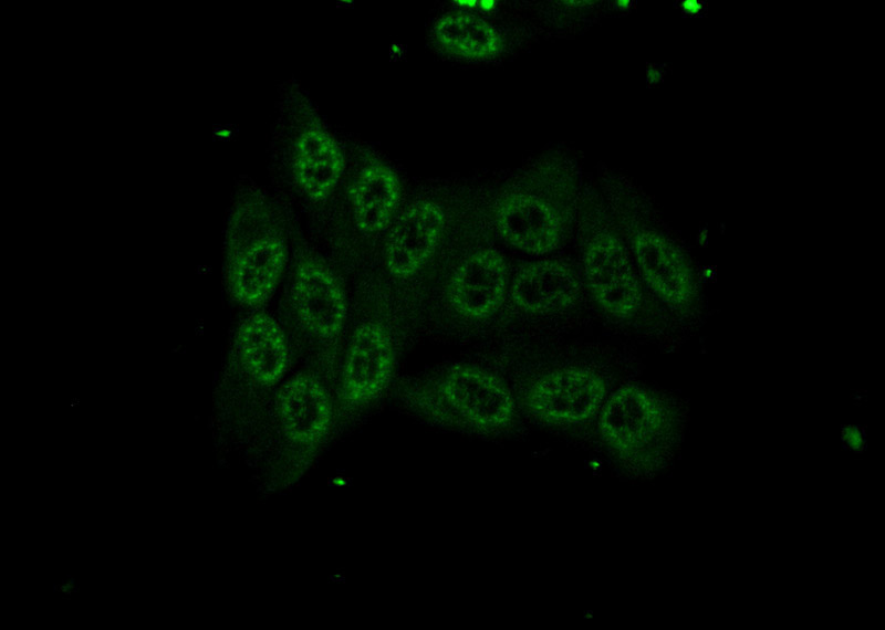 Immunofluorescent analysis of (10% Formaldehyde) fixed HepG2 cells using Catalog No:115568(SPI1 Antibody) at dilution of 1:50 and Alexa Fluor 488-congugated AffiniPure Goat Anti-Rabbit IgG(H+L)