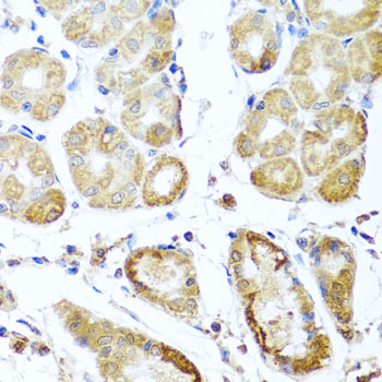 Immunohistochemistry - PER1 Polyclonal Antibody 