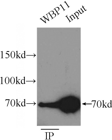 IP Result of anti-WBP11 (IP:Catalog No:116846, 3ug; Detection:Catalog No:116846 1:500) with mouse heart tissue lysate 6000ug.