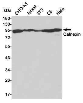 Western blot detection of Calnexin in CHO-K1,Jurkat,3T3,C6 and Hela cell lysates using Calnexin rabbit pAb (1:50000 diluted).Predicted band size:90kDa.Observed band size:90kDa.