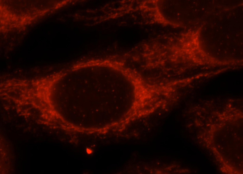 Immunofluorescent analysis of HepG2 cells, using IARS2 antibody Catalog No:111582 at 1:25 dilution and Rhodamine-labeled goat anti-rabbit IgG (red).