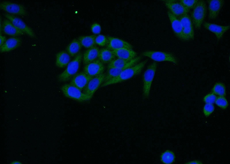 Immunofluorescent analysis of HeLa cells using Catalog No:117306(Tubulin-beta Antibody) at dilution of 1:25 and Alexa Fluor 488-congugated AffiniPure Goat Anti-Rabbit IgG(H+L)