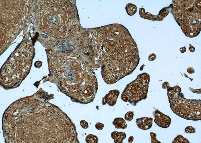 Immunohistochemistry of paraffin-embedded human placenta tissue slide using Catalog No:114087(PPBP Antibody) at dilution of 1:50 (under 10x lens)