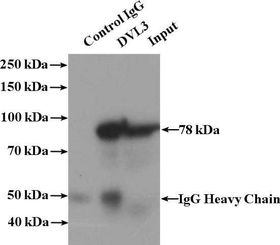 IP Result of anti-DVL3 (IP:Catalog No:110126, 4ug; Detection:Catalog No:110126 1:500) with Raji cells lysate 1440ug.