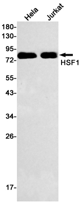 Western blot detection of HSF1 in Hela,Jurkat cell lysates using HSF1 Rabbit mAb(1:500 diluted).Predicted band size:57kDa.Observed band size:80kDa.