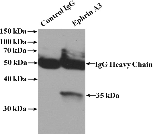 IP Result of anti-EFNA3 (IP:Catalog No:110384, 4ug; Detection:Catalog No:110384 1:500) with A549 cells lysate 1040ug.