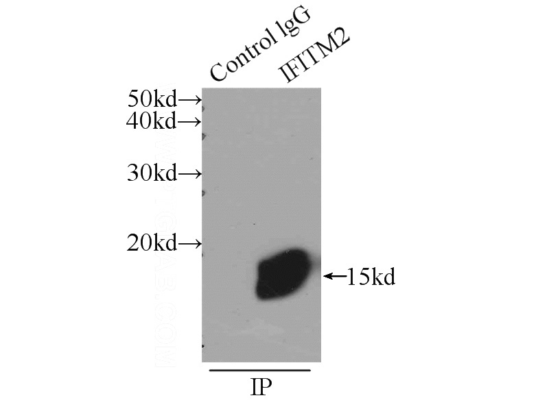 IP Result of anti-IFITM2 (IP:Catalog No:111623, 3ug; Detection:Catalog No:111623 1:300) with HepG2 cells lysate 1720ug.