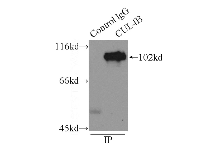 IP Result of anti-CUL4B (IP:Catalog No:109747, 3ug; Detection:Catalog No:109747 1:1000) with mouse brain tissue lysate 10000ug.