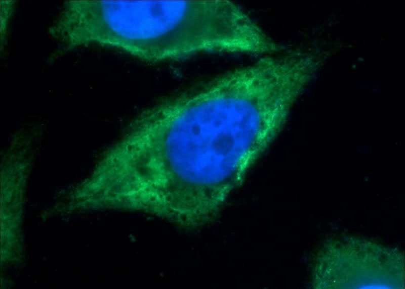 Immunofluorescent analysis of HeLa cells using Catalog No:116448(TXNDC16 Antibody) at dilution of 1:50 and Alexa Fluor 488-congugated AffiniPure Goat Anti-Rabbit IgG(H+L)