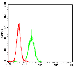 Fig3: Flow cytometric analysis of Hela cells with PKHD1 antibody at 1/100 dilution (green) compared with an unlabelled control (cells without incubation with primary antibody; red).