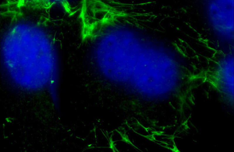 Immunofluorescent analysis of (-20oc Ethanol) fixed NIH/3T3 cells using Catalog No:107214(FN1 Antibody) at dilution of 1:200 and Alexa Fluor 488-congugated AffiniPure Goat Anti-Mouse IgG(H+L)