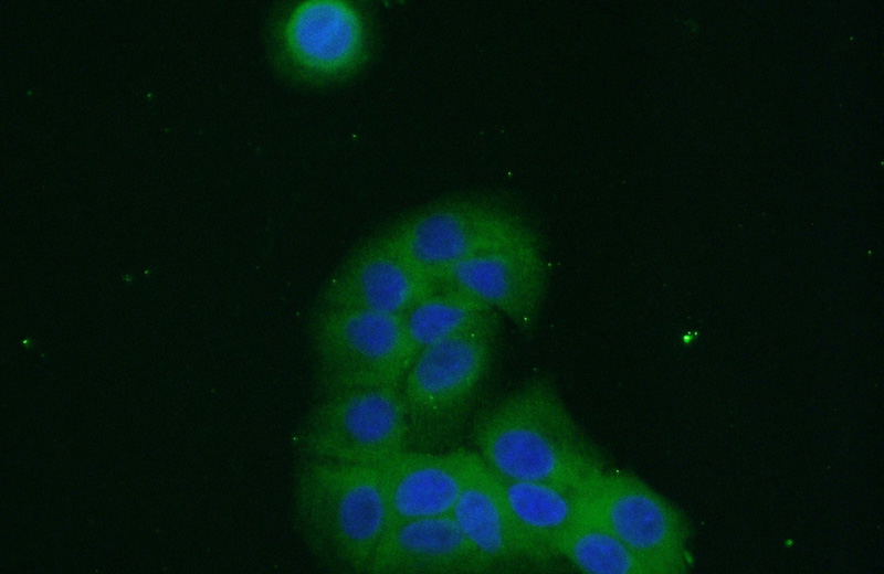 Immunofluorescent analysis of (10% Formaldehyde) fixed A549 cells using Catalog No:114884(RPL27A Antibody) at dilution of 1:50 and Alexa Fluor 488-congugated AffiniPure Goat Anti-Rabbit IgG(H+L)