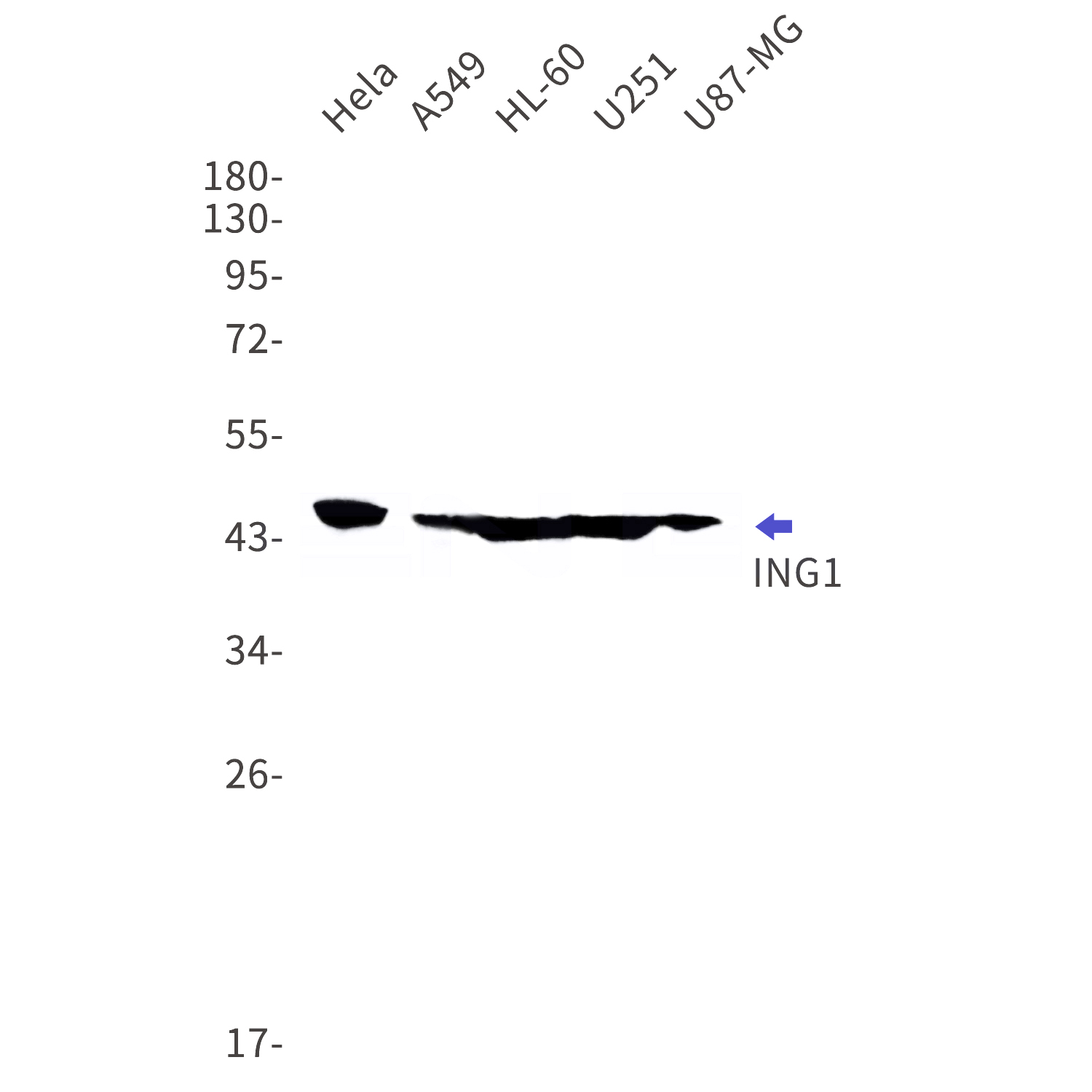 Western blot detection of ING1 in Hela,A549,HL-60,U251,U87-MG cell lysates using ING1 Rabbit mAb(1:1000 diluted).Predicted band size:47kDa.Observed band size:47kDa.