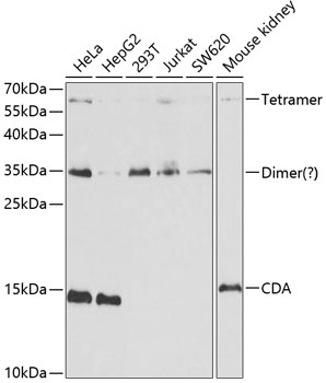 Western blot - CDA Polyclonal Antibody 