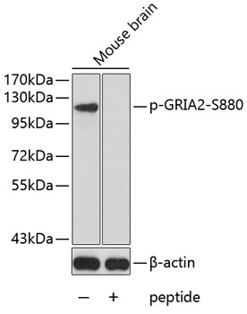Western blot - Phospho-GRIA2-S880 pAb 