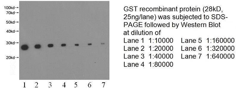 Western blot of GST recombinant protein with anti-GST-tag (Catalog No:117321) at various dilutions.