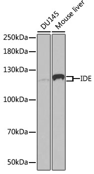Western blot - IDE Polyclonal Antibody 
