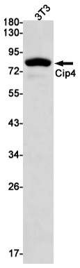 Western blot detection of Cip4 in 3T3 cell lysates using Cip4 Rabbit mAb(1:1000 diluted).Predicted band size:68kDa.Observed band size:80kDa.