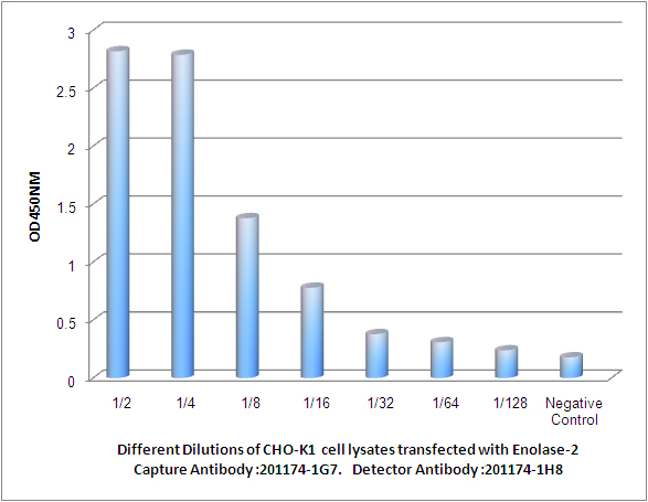 Observed Enolase-2 levels in CHO-K1  cell lysates transfected with Enolase-2 at different dilution.