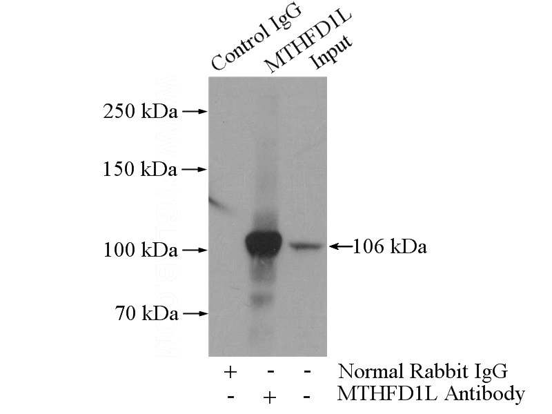 IP Result of anti-MTHFD1L (IP:Catalog No:112777, 4ug; Detection:Catalog No:112777 1:1000) with HeLa cells lysate 2000ug.