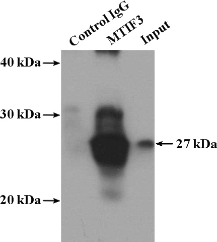 IP Result of anti-MTIF3 (IP:Catalog No:112780, 4ug; Detection:Catalog No:112780 1:500) with HeLa cells lysate 3200ug.