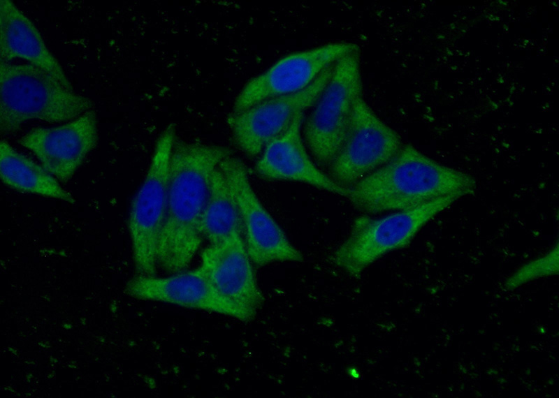 Immunofluorescent analysis of (-20oc Ethanol) fixed HepG2 cells using Catalog No:107438(ORM2 Antibody) at dilution of 1:100 and Alexa Fluor 488-congugated AffiniPure Goat Anti-Mouse IgG(H+L)