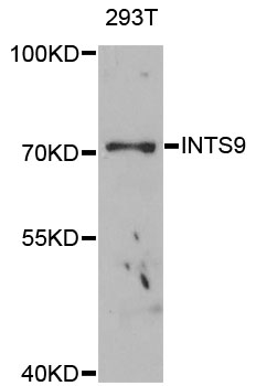 Western blot - INTS9 Polyclonal Antibody 
