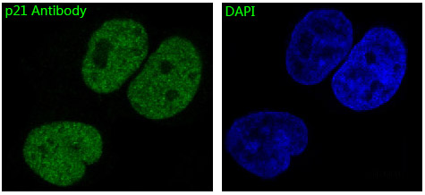 Immunofluorescent analysis of MCF7 cells, using p21 Antibody .