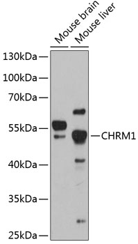 Western blot - CHRM1 Polyclonal Antibody 