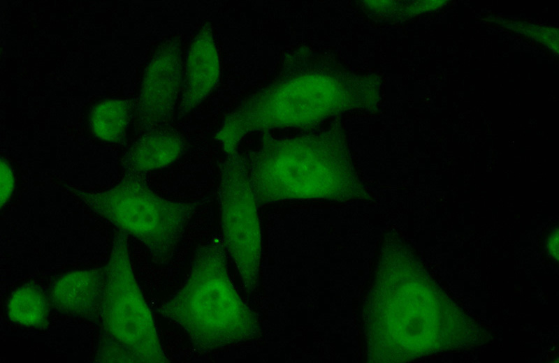 Immunofluorescent analysis of (10% Formaldehyde) fixed HeLa cells using Catalog No:109661(Cyclin A2 Antibody) at dilution of 1:50 and Alexa Fluor 488-congugated AffiniPure Goat Anti-Rabbit IgG(H+L)