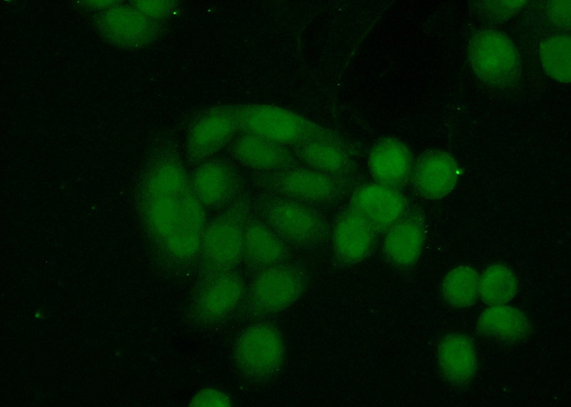 Immunofluorescent analysis of (10% Formaldehyde) fixed HeLa cells using Catalog No:108384(BCCIP Antibody) at dilution of 1:50 and Alexa Fluor 488-congugated AffiniPure Goat Anti-Rabbit IgG(H+L)