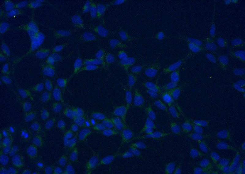 Immunofluorescent analysis of (-20oc Ethanol) fixed HEK-293 cells using Catalog No:107839(AGTRAP Antibody) at dilution of 1:50 and Alexa Fluor 488-congugated AffiniPure Goat Anti-Rabbit IgG(H+L)