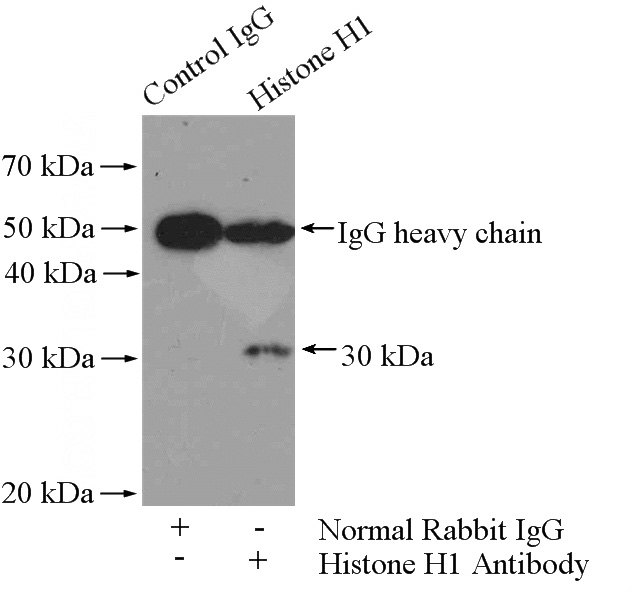 IP Result of anti-Histone H1 (IP:Catalog No:111365, 4ug; Detection:Catalog No:111365 1:500) with mouse kidney tissue lysate 4400ug.