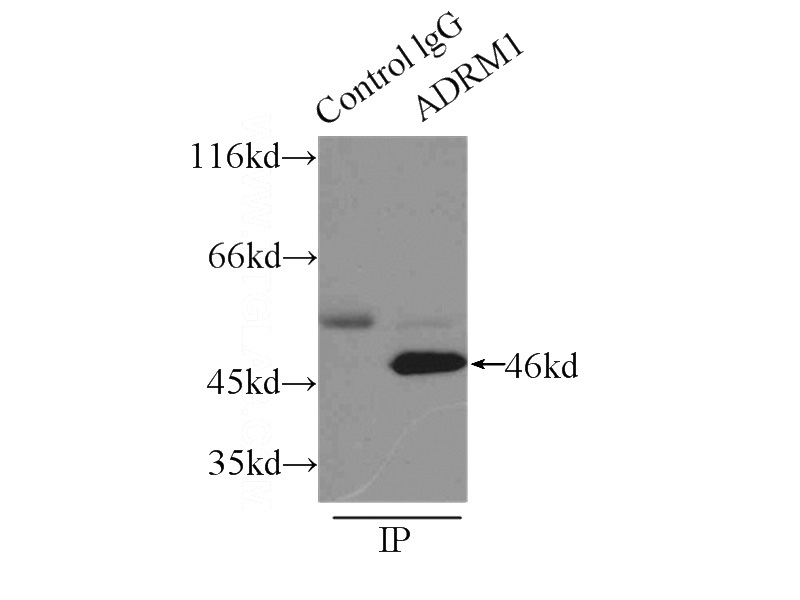 IP Result of anti-ADRM1 (IP:Catalog No:107894, 3ug; Detection:Catalog No:107894 1:500) with mouse testis tissue lysate 8000ug.