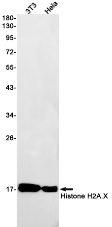 Western blot detection of Histone H2A.X in 3T3,Hela cell lysates using Histone H2A.X Rabbit pAb(1:1000 diluted).Predicted band size:15kDa.Observed band size:15kDa.