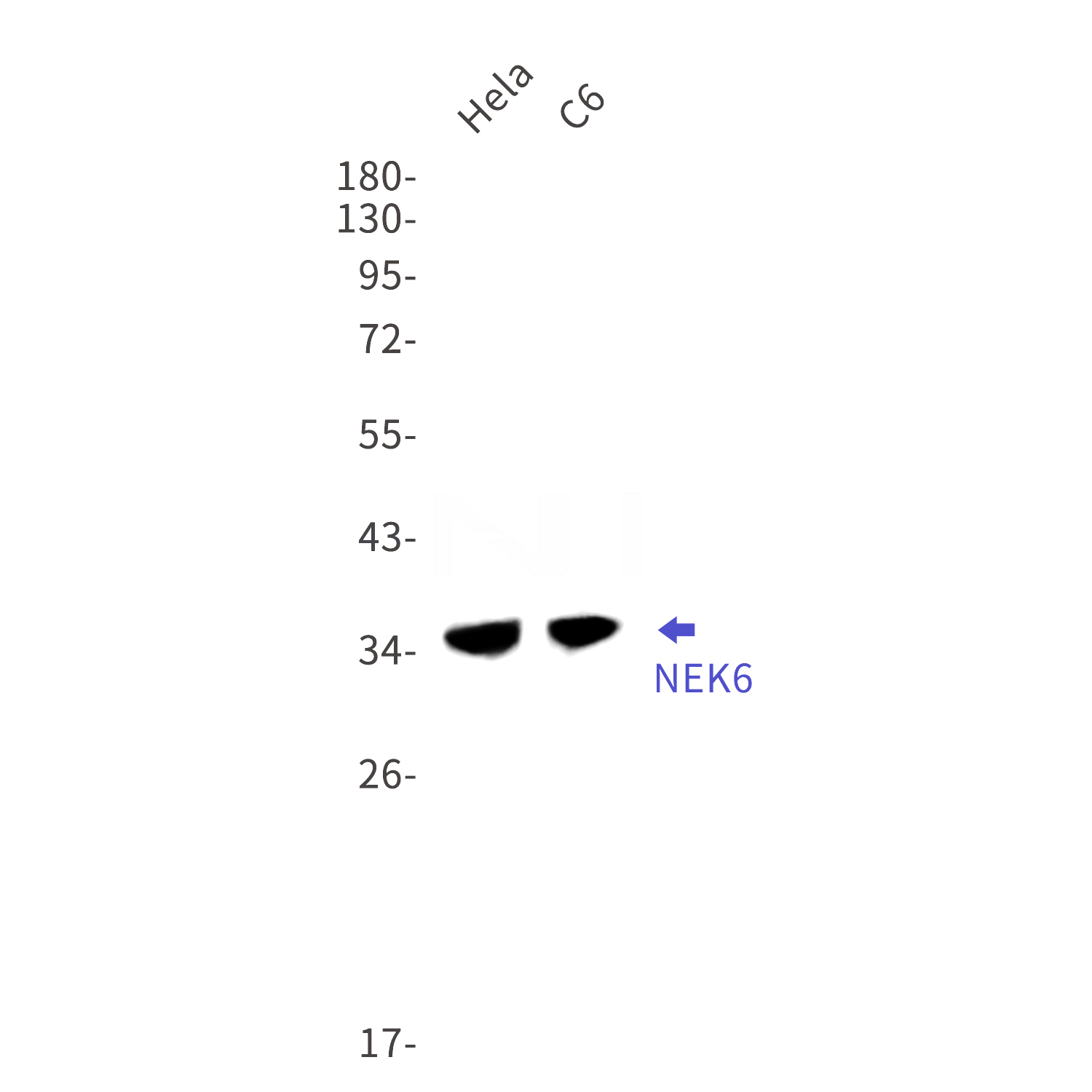 Western blot detection of  NEK6 in Hela,C6 cell lysates using NEK6 Rabbit mAb(1:1000 diluted).Predicted band size:36kDa.Observed band size:36kDa.